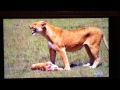 Lioness Loses Cub