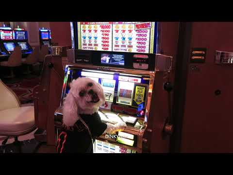 🛑🛑Live Las Vegas is Back Open Baby 2021 #Vegaslive #Dinkyhim #Dinkythedog 🛑🛑