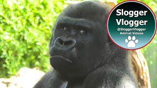 Silverback Gorilla Mating With Mambele