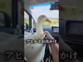 アヒルとお出かけ アヒルは可愛い、世界を救う#アヒル #あひる #duck #コールダック #動物 #ペット #鳥 #癒し #旅行 #アヒル狂 #信者 #かわいい #布教活動 #ドライブ