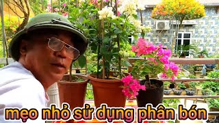 Hướng dẫn mẹo nhỏ bón phân hoa giấy, Bảo hoãn cũng không được, Hoa phọt ra ầm ầm