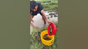Bắt cá rô đồng mùa nước lũ #trainghiem