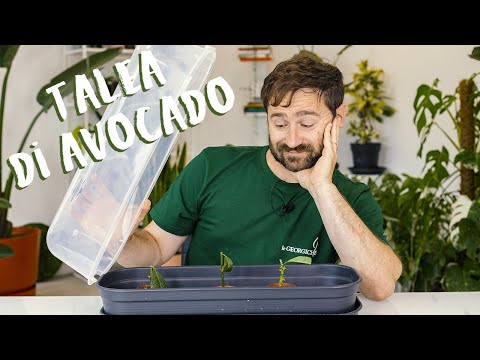 Video: Radicare le talee di avocado - Come propagare una talea dagli alberi di avocado