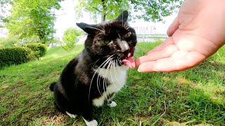 ハチワレ猫をモフっていたら、茶シロ猫が嫉妬深い眼差しで見つめてきた