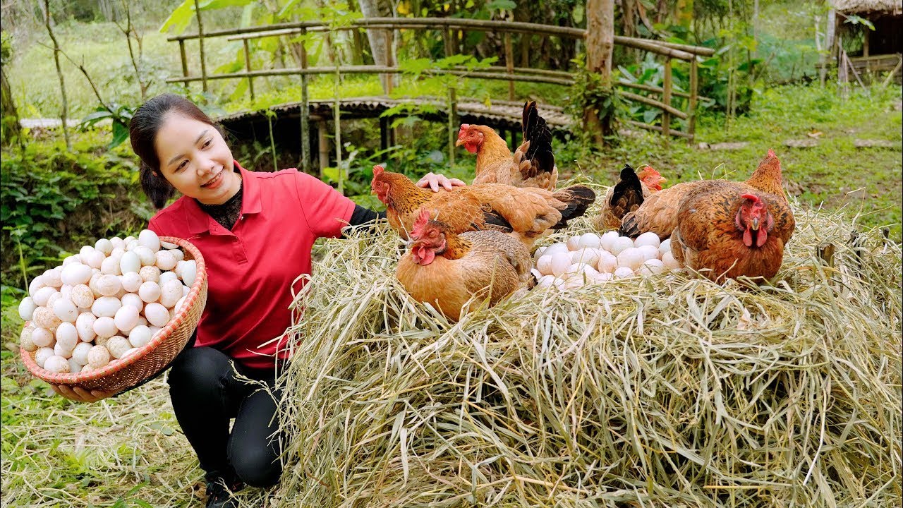 Harvesting 1000+ Chicken Eggs Goes To Market Sell, Harvest Goose Eggs  | Ella New Life