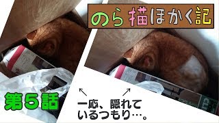 猫動画！『のら猫ほかく記』　( 野良猫 捕獲器 )　第５話　BGM　杏里　CATS EYE