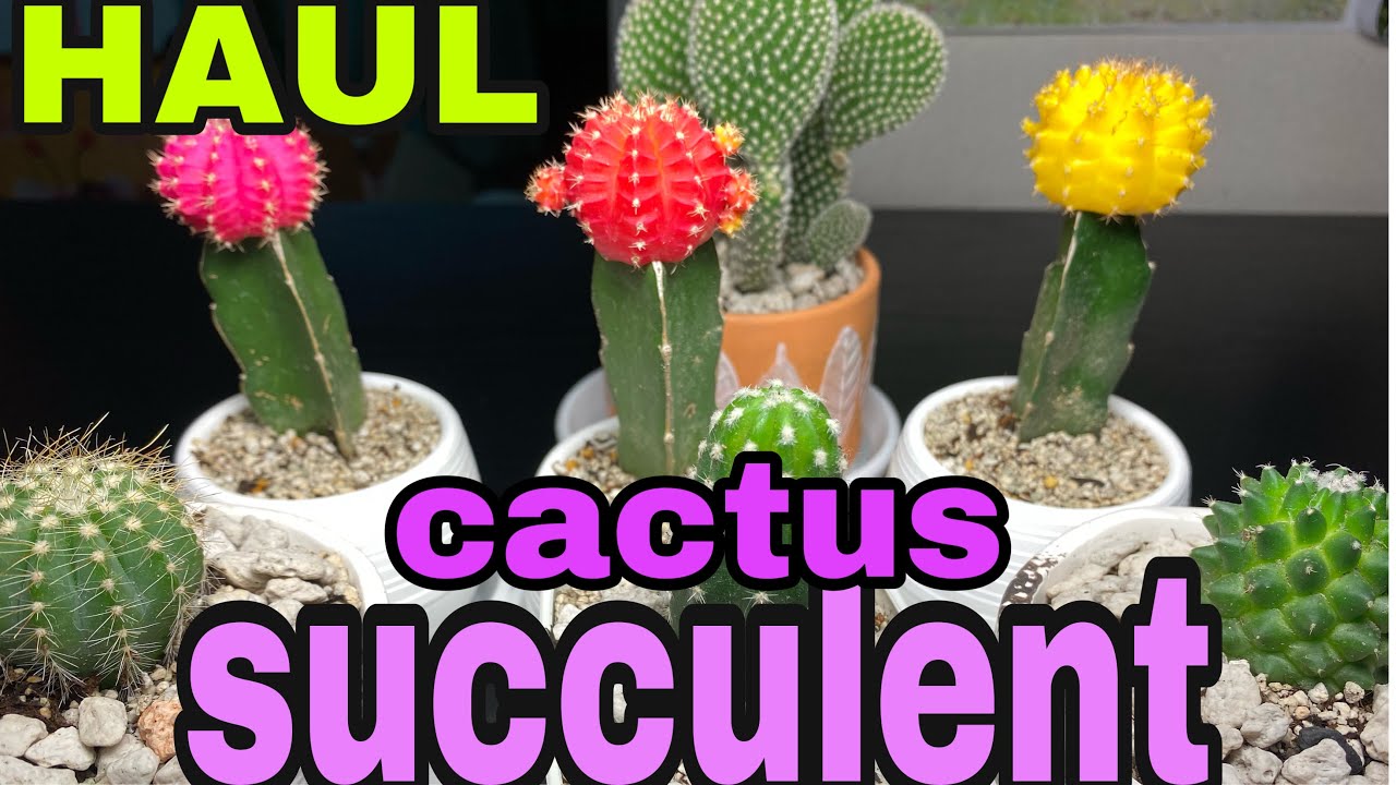 SUCCULENT •CACTUS• INDOOR PLANTS Haul #cactus#succulent#indoorplants#