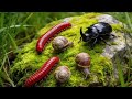 The Art of the Slow: Inside a Peaceful Colony of Millipedes, Rhino Beetles, and Snails #Peaceful
