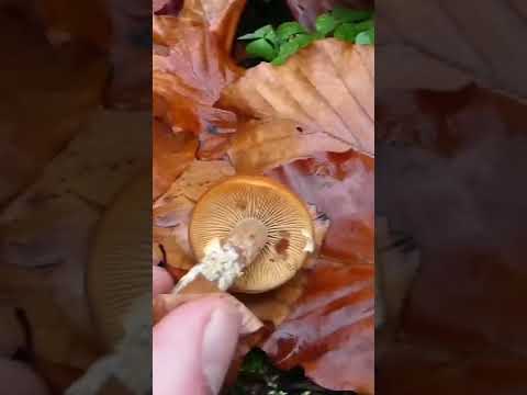 Video: Otrovna gljiva Galerina resasta. Značajke