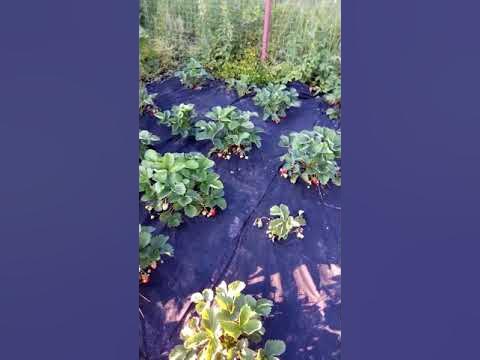 Клубника Юния смайдс - YouTube