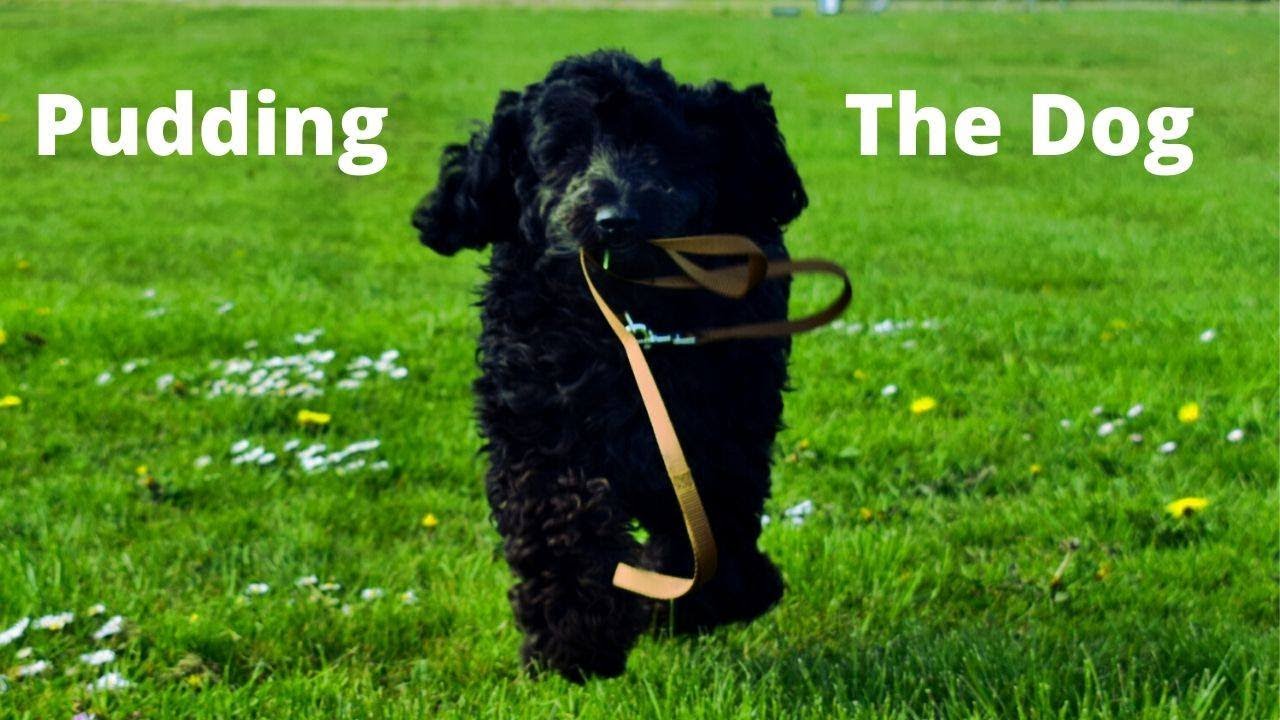 Puddin The Dog YouTube