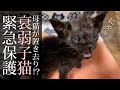 【緊急保護】雪の中置き去りにされた小さな子猫を保護