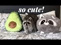 Raccoon Reacts to Life Size Raccoon Pillow!