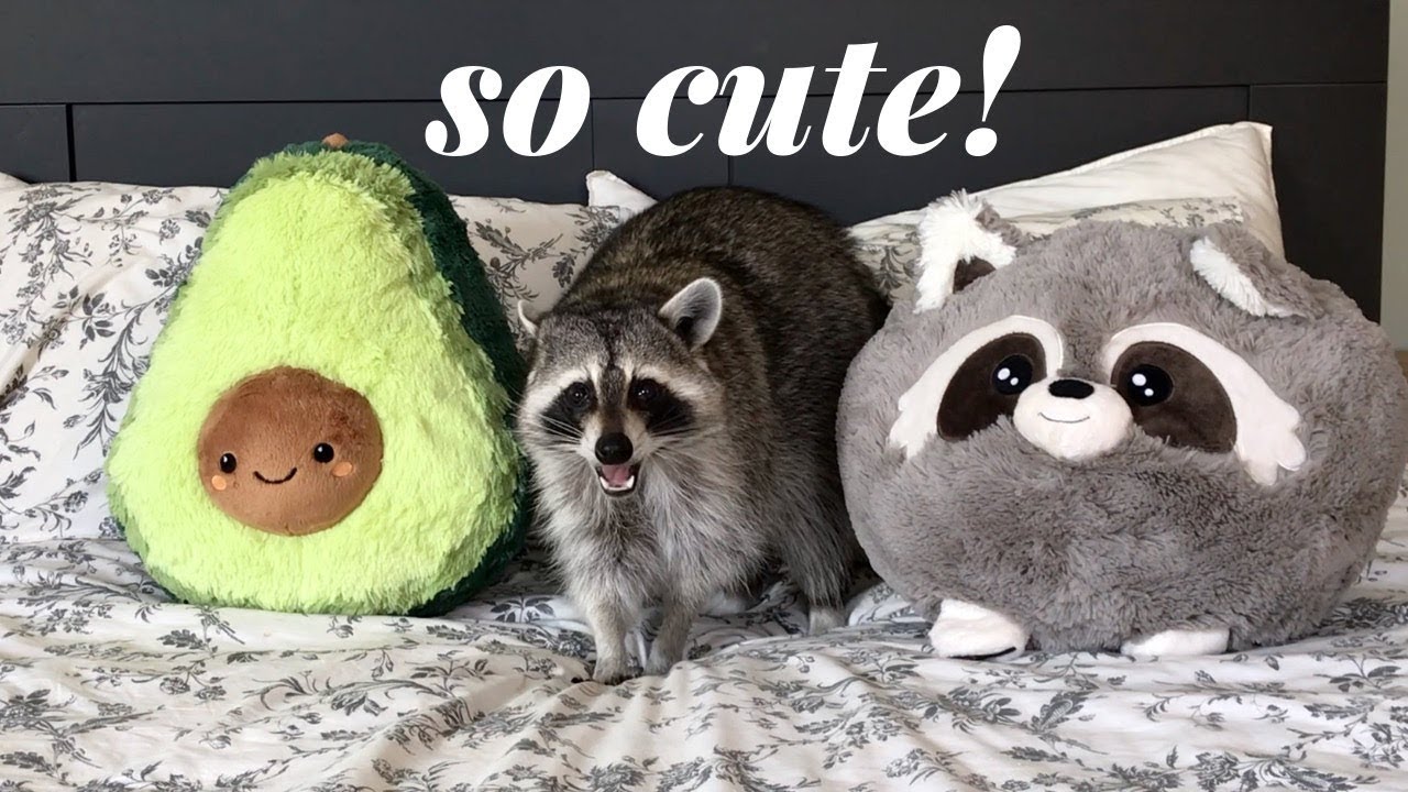 squishable raccoon