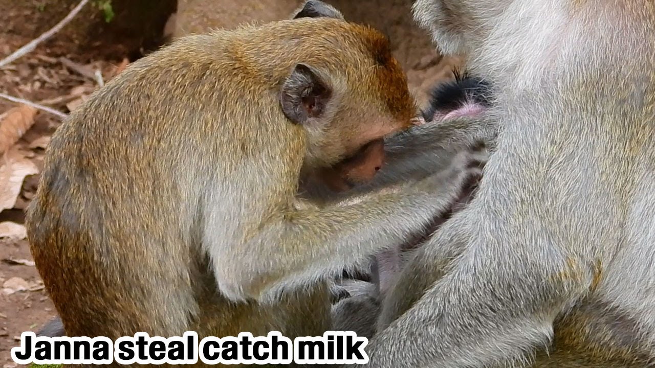 JANNA feel still interested with JANE sweet milk! Got good chance JANNA steal catch milk reduce miss