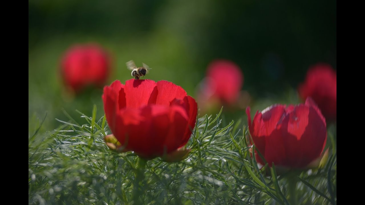 Festivalul Bujorului la Castel - prima ediție 27-28 Aprilie 2024