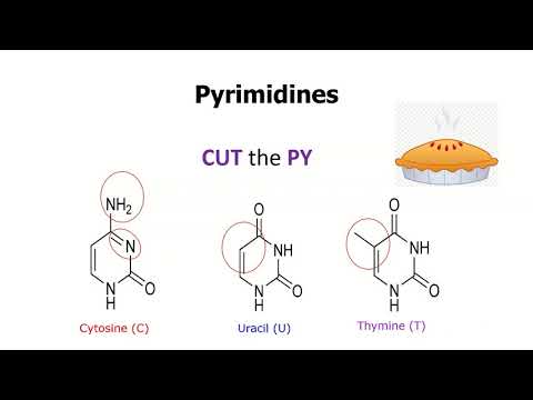 Simple Trick To Remember Structures of DNA and RNA Nucleobases + Base Pairings