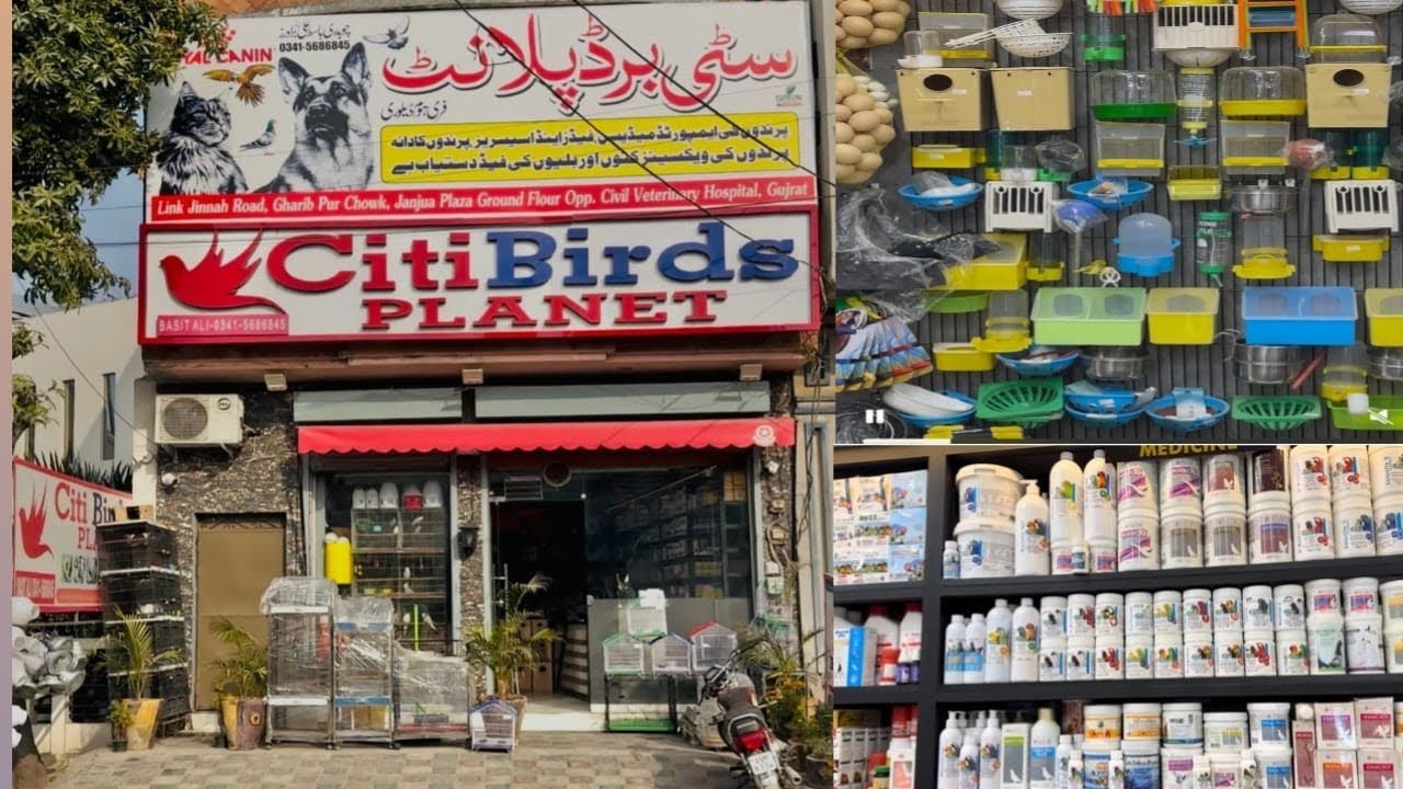 City Birds planet||HAFIZ BIRDS Gujrat 