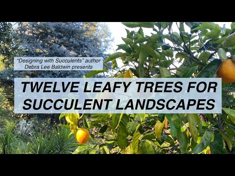วีดีโอ: Leucadendron คืออะไร: เรียนรู้เกี่ยวกับ Leucadendrons ในสวน