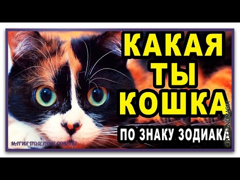 Какая Кошка подходит вашему знаку зодиака. Кошка по гороскопу у каждой