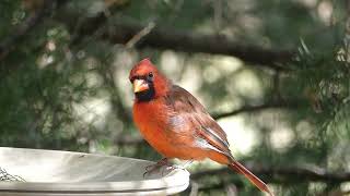 Cardinal Drinking at Birdbath #cardinal #natureisawesome
