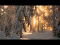 Capture de la vidéo Sibelius: Tapiola, Op. 112 (Lintu, Radion Sinfoniaorkesteri)