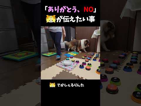 「ありがとう、NO」シェルティが伝えたい事【会話ボタンでしゃべる犬】 #shorts #dog