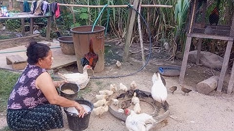 nyob zoo os los saib kuv pub qaib os 2/4/24