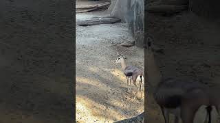 Spekes Gazelle Stuns Visitors At San Diego Zoo