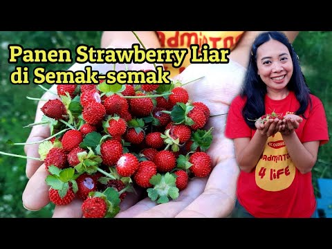 Video: Saat Stroberi Liar Matang