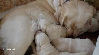 gettyimages 1295270232 640 adpp