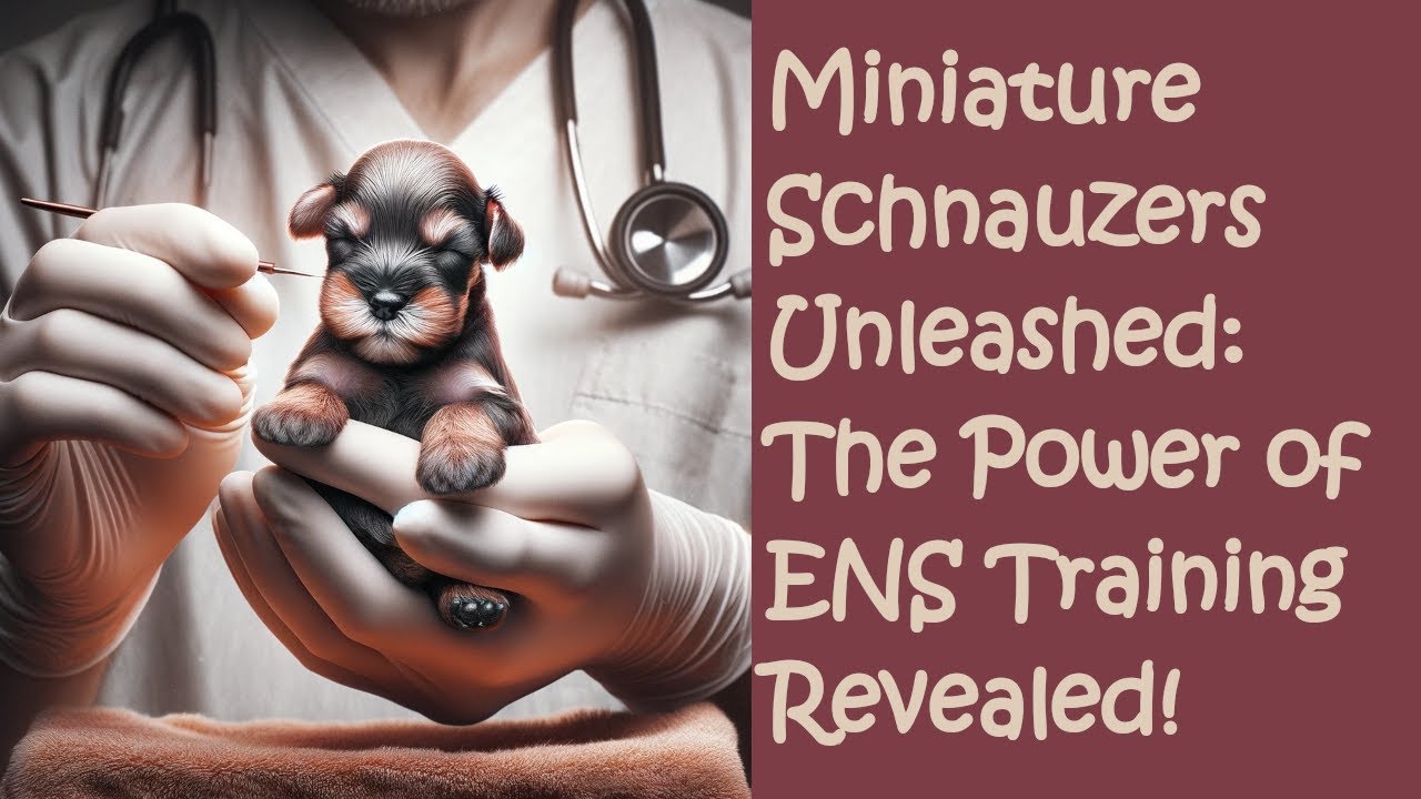 Miniature Schnauzers Unleashed The Power of ENS