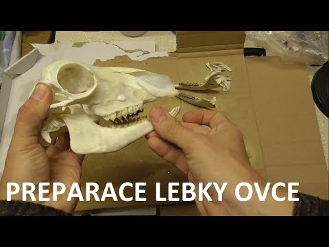 Video: Lebka Z Bulharska, Kterou Ufologové Považují Za Mimozemšťana - Alternativní Pohled