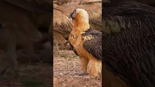 Bearded Vulture #shorts
Bearded Vulture (Gypaetus barbatus) in Spain. Recorded in the Vulture Hide at Boumort National Game Reserve, Spain Bearded Vulture #shorts