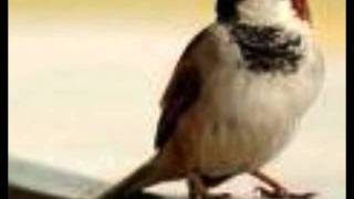 Fallen Sparrow