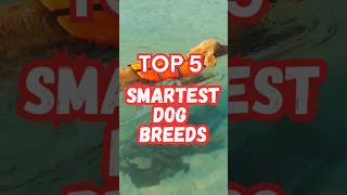 Top 5 Smartest Dog Breeds #short #doberman #dog