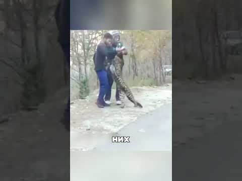 Леопардиха заблокировала трассу 🐆💔🚗
