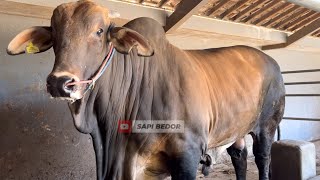 TENGOK AMUNISI BERKAH SETIA FARM❗️🔥🔥🔥