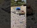 This Fish Walks 😱 🐟 #shorts #fish