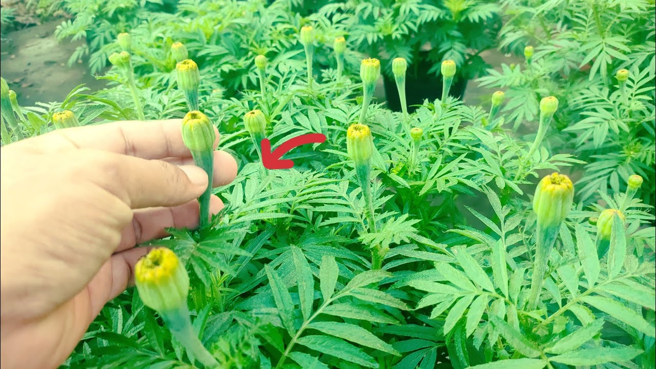 cách thúc phân cho bông vạn thọ nở không điều, bông nở trễ nở sớm, huỳnh cập nhật