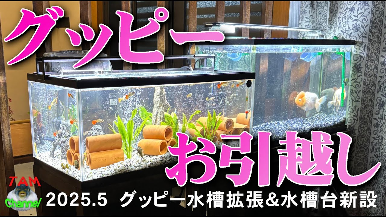 グッピー水槽のお引越し 水槽拡張&水槽台新設 - YouTube
