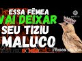 FÊMEA DE TIZIU SOLTA NO VIVEIRO | Juninho Bomba