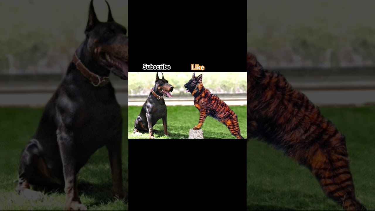 What is the name of dog Breeds 🐕