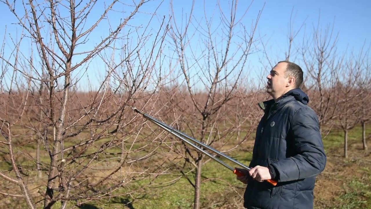 Znate li kako se orezuje višnja za berbu kombajnom?