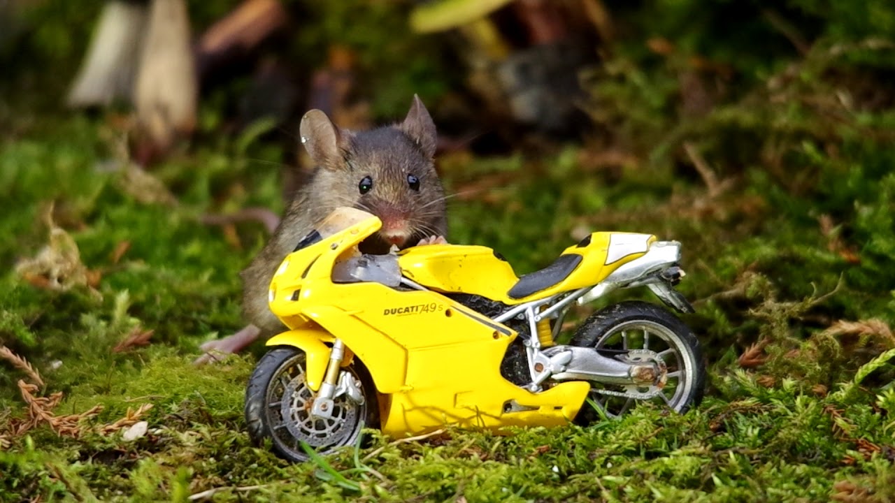 Mouse on a motorcycle - YouTube