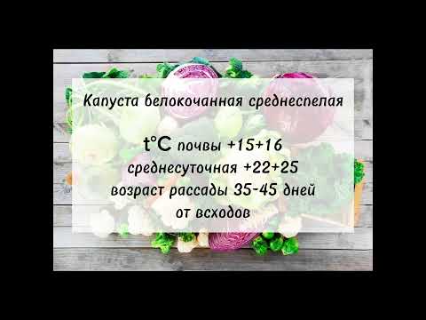 Ранние сорта белокочанной капусты #советысадоводам #ассортимент