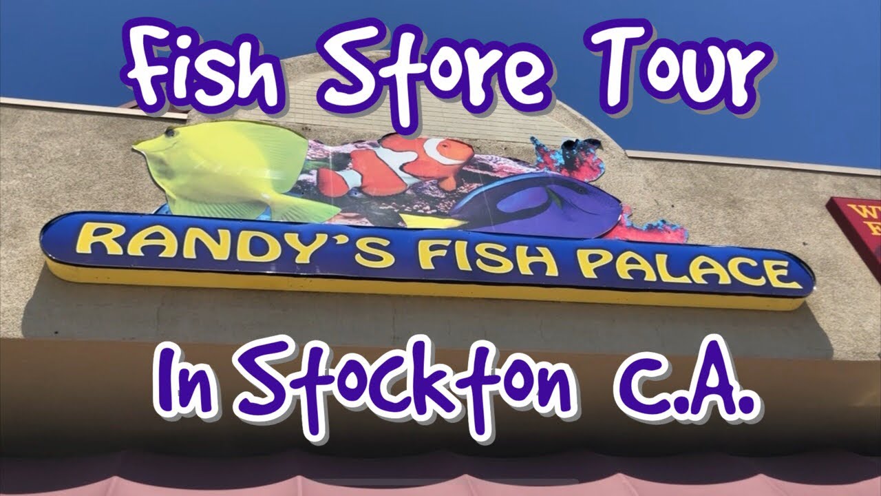 Randy’s fish palace! In Stockton C.A. Fish Store Tour! YouTube