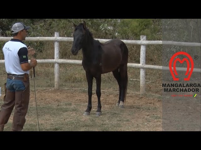 Montando em cavalo pela primeira vez (Com muitos pulos) 