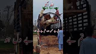 Download Lagu #youtube #qawwali #animals # Qurbani lover❤❤❤#youtubeshorts MP3