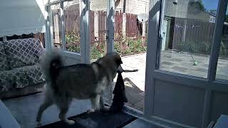 Jenson the Alaskan malamute another  towel heist